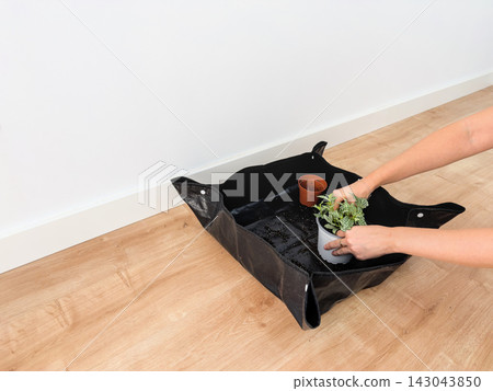 Woman's hands placing a fittonia into a new white pot on a foldable repotting mat with copy space Woman's hands placing a fittonia into a new white pot on a foldable repotting mat with copy space 143043850