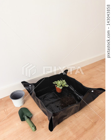 Fittonia in a small nursery pot on a repotting mat with soil, empty white pot and trowel nearby Fittonia in a small nursery pot on a repotting mat with soil, empty white pot and trowel nearby 143043858