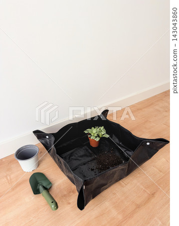 Small fittonia plant on a repotting mat with soil, a new white pot and green trowel beside it Small fittonia plant on a repotting mat with soil, a new white pot and green trowel beside it 143043860