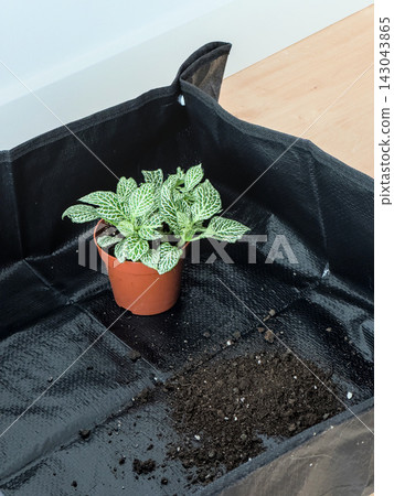 Fittonia with green and white patterned leaves beside potting soil on a black repotting mat 143043865