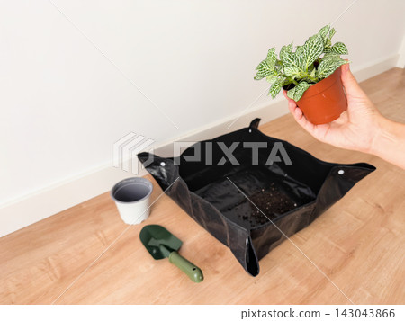 Woman's hand holding a potted fittonia above a repotting mat, empty white pot and trowel Woman's hand holding a potted fittonia above a repotting mat, empty white pot and trowel 143043866