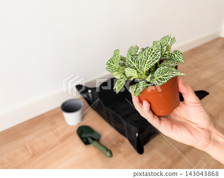 Hand holding a potted fittonia with white-veined leaves above a blurred repotting mat and trowel Hand holding a potted fittonia with white-veined leaves above a blurred repotting mat and trowel 143043868