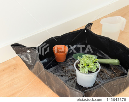 Freshly repotted fittonia in a white pot on a repotting mat with old nursery pot, trowel and jug Freshly repotted fittonia in a white pot on a repotting mat with old nursery pot, trowel and jug 143043876