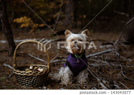 Yorkshire Terrier dog wearing a purple vest in a forest with a wicker basket. A cute Yorkshire Terrier sits in a forest setting, wearing a purple vest. Yorkshire Terrier dog wearing a purple vest in a forest with a wicker basket. A cute Yorkshire Terrier sits in a forest setting, wearing a purple vest. 143043877