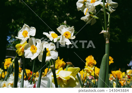 Diverse spring garden with narcissus and tulips in natural sunlight. Authentic floral meadow with vibrant and fading spring blooms. Diverse spring garden with narcissus and tulips in natural sunlight. Authentic floral meadow with vibrant and fading spring blooms. 143043884