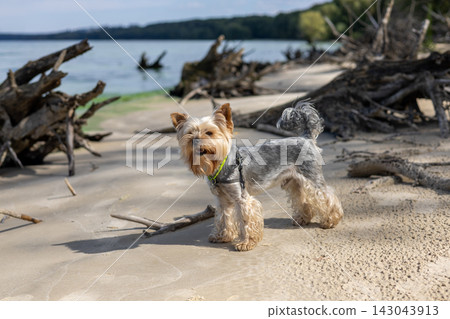 A cute Yorkshire Terrier enjoys a sunny day at the beach A charming Yorkie doggy stands on a sandy coast with a joyful expression play off-leash. A cute Yorkshire Terrier enjoys a sunny day at the beach A charming Yorkie doggy stands on a sandy coast with a joyful expression play off-leash. 143043913