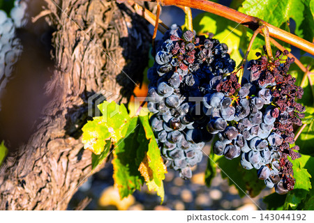 Close up view of diseased dark purple grapes hanging on a branch in vineyard Close up view of diseased dark purple grapes hanging on a branch in vineyard 143044192