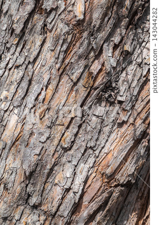 The texture of the bark of an old apple tree The texture of the bark of an old apple tree 143044282