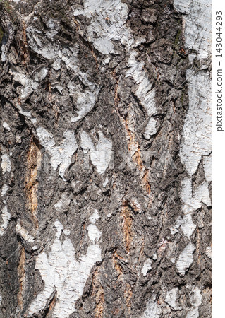 The texture of the birch bark. The texture of the birch bark. 143044293