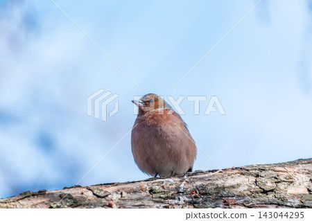 Common chaffinch, Fringilla coelebs, sits on a tree. Common chaffinch in wildlife. Common chaffinch, Fringilla coelebs, sits on a tree. Common chaffinch in wildlife. 143044295