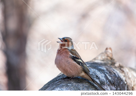 Common chaffinch, Fringilla coelebs, sits on a tree. Common chaffinch in wildlife. Common chaffinch, Fringilla coelebs, sits on a tree. Common chaffinch in wildlife. 143044296