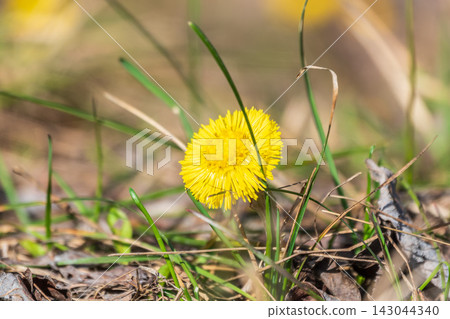 The spring primroses. The bright yellow flowers of coltsfoot in the sunshine. The spring primroses. The bright yellow flowers of coltsfoot in the sunshine. 143044340