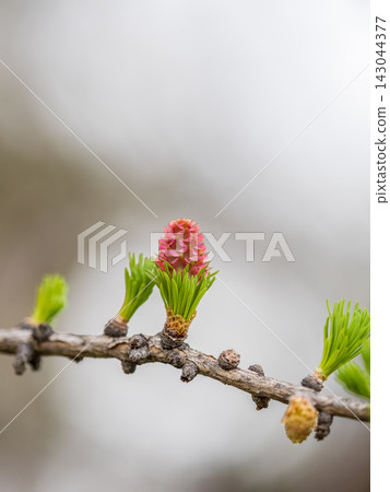 Larch tree fresh pink cones blossom at spring on nature background Larch tree fresh pink cones blossom at spring on nature background 143044377
