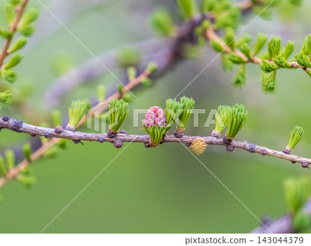 Larch tree fresh pink cones blossom at spring on nature background Larch tree fresh pink cones blossom at spring on nature background 143044379