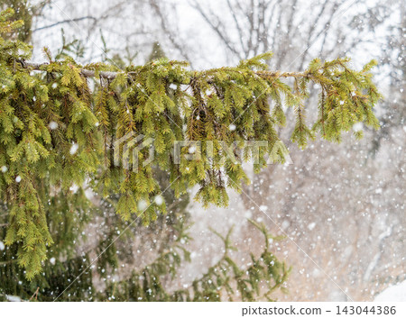 Green fir branches in winter covered with snow Green fir branches in winter covered with snow 143044386