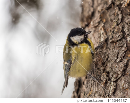 A tit is looking for food on a tree trunk. A tit is looking for food on a tree trunk. 143044387