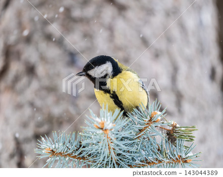 Cute bird Great tit, songbird sitting on the fir branch with snow in winter Cute bird Great tit, songbird sitting on the fir branch with snow in winter 143044389