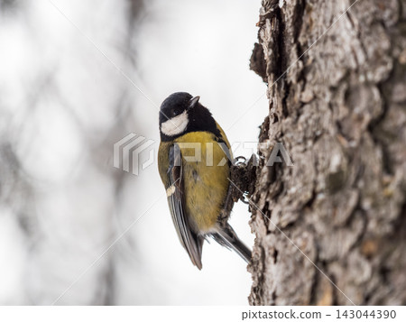 A tit is looking for food on a tree trunk. A tit is looking for food on a tree trunk. 143044390