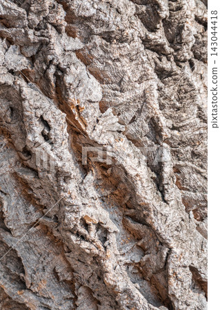 The bark of Amur velvet, or Amur cork tree, lat. Phellodendron amurense The bark of Amur velvet, or Amur cork tree, lat. Phellodendron amurense 143044418