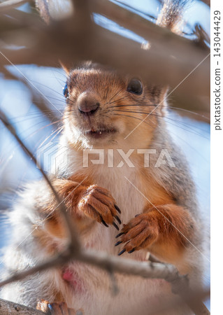 Portrait of a squirrel on a tree trunk Portrait of a squirrel on a tree trunk 143044429
