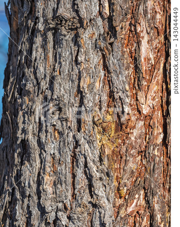 Old wood pine bark texture or background. Old wood pine bark texture or background. 143044449