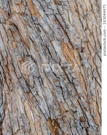 The texture of the bark of an old apple tree The texture of the bark of an old apple tree 143044475