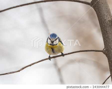 Cute bird, Eurasian blue tit, songbird sitting on a branch without leaves in the autumn or winter Cute bird, Eurasian blue tit, songbird sitting on a branch without leaves in the autumn or winter 143044477
