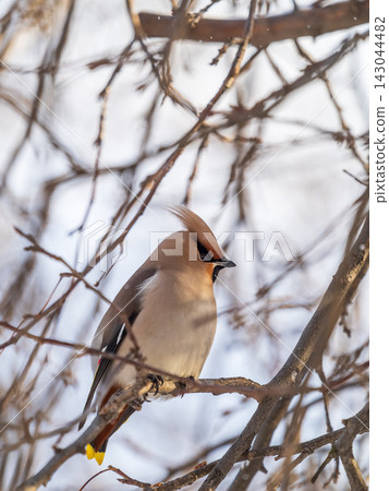 Bohemian Waxwing, Bombycilla garrulus, sitting on the bush and feeding on wild red apples in winter or early spring time. Bohemian Waxwing, Bombycilla garrulus, sitting on the bush and feeding on wild red apples in winter or early spring time. 143044482