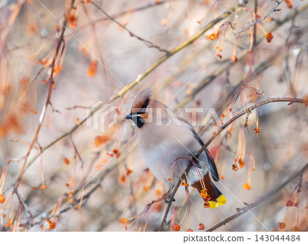 Bohemian Waxwing, Bombycilla garrulus, sitting on the bush and feeding on wild red apples in winter or early spring time. Bohemian Waxwing, Bombycilla garrulus, sitting on the bush and feeding on wild red apples in winter or early spring time. 143044484