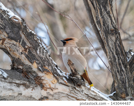 Bohemian Waxwing, Bombycilla garrulus, sitting on the bush and feeding on wild red apples in winter or early spring time. Bohemian Waxwing, Bombycilla garrulus, sitting on the bush and feeding on wild red apples in winter or early spring time. 143044487