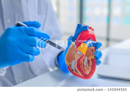 Cardiologist holding an anatomical human heart model during patient consultation Cardiologist holding an anatomical human heart model during patient consultation 143044565
