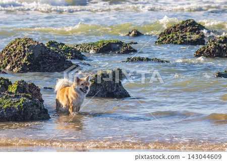 Adorable Dog Explore Coastal Waters Amidst Rocks: A Happy Canine Adventure on a Sunny Day with Waves and Sandy Shoreline in a Natural Landscape 143044609