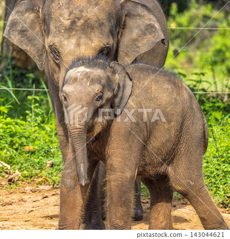 A tender moment captured: a watchful adult elephant stands protectively beside its adorable young calf in nature. Elephant Transit Home in Udawalawe National Park in Sri Lanka, Asia. A tender moment captured: a watchful adult elephant stands protectively beside its adorable young calf in nature. Elephant Transit Home in Udawalawe National Park in Sri Lanka, Asia. 143044621