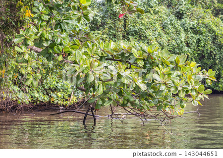 Vibrant green leaves and lush foliage overhang tranquil water, creating a serene natural scene perfect for environmental themes. Bentota River Safari in Sri Lanka, Asia. 143044651