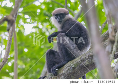 Vigilant Primate Perched on Tree Branch in Lush Green Forest Canopy with Attentive Gaze and Natural Habitat. Bentota River Safari in Sri Lanka, Asia. Vigilant Primate Perched on Tree Branch in Lush Green Forest Canopy with Attentive Gaze and Natural Habitat. Bentota River Safari in Sri Lanka, Asia. 143044653
