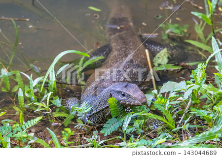 Large Reptile Emerges from Water Into Lush Green Undergrowth, Showing Scales and Alert Gaze Amidst Tropical Flora. Udawalawe National Park in Sri Lanka, Asia. Large Reptile Emerges from Water Into Lush Green Undergrowth, Showing Scales and Alert Gaze Amidst Tropical Flora. Udawalawe National Park in Sri Lanka, Asia. 143044689