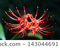 Cluster amaryllis 143044691