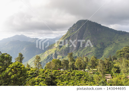 Ella rock mountain in Sri Lanka. Dramatic mountain landscape with lush green tea plantations and dense forests under an expressive cloudy sky, showcasing nature's beauty Ella rock mountain in Sri Lanka. Dramatic mountain landscape with lush green tea plantations and dense forests under an expressive cloudy sky, showcasing nature's beauty 143044695