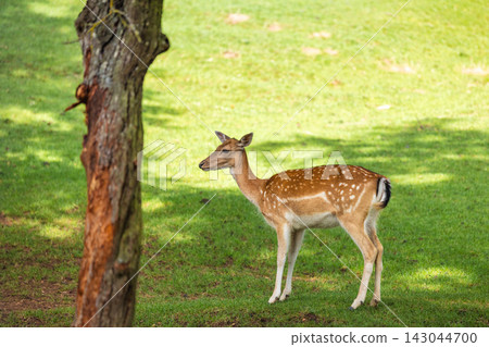 Graceful Young Deer Stands Alert in Sun-Dappled Green Field Next to Tree Trunk, Evoking Serenity and Wild Beauty in Nature 143044700