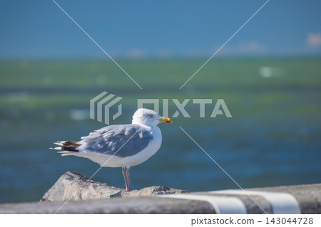 Graceful white seabird with closed eyes stands serenely on a sunlit rock, overlooking calm ocean waters on a bright day, full body view close up 143044728