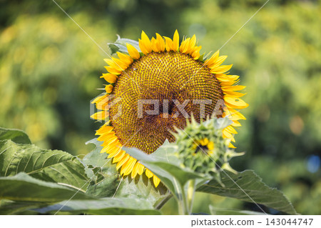 Vibrant Sunflower Bloom in a Summer Field with Bud and Green Foliage on a Sunny Day, Representing Growth and Natural Beauty Vibrant Sunflower Bloom in a Summer Field with Bud and Green Foliage on a Sunny Day, Representing Growth and Natural Beauty 143044747
