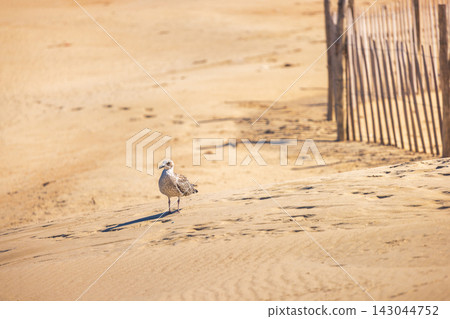 Coastal Scene with Seabird and Sand Fence in Golden Sunlight: A Serene Beach Landscape Capturing Natural Beauty and Tranquility under Clear Sky 143044752