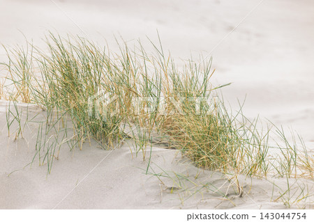 Minimalist composition of green and golden dune grass against soft, light sand, evoking a serene and natural coastal landscape with tranquil textures and organic forms 143044754