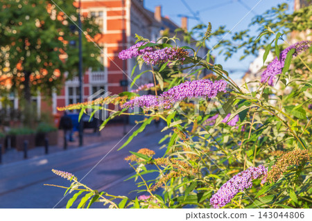 Ghent town in Belgium, Europe. Vibrant Purple Flowers Bloom in Urban Setting with Historic Buildings and Street View on a Bright Sunny Day Ghent town in Belgium, Europe. Vibrant Purple Flowers Bloom in Urban Setting with Historic Buildings and Street View on a Bright Sunny Day 143044806