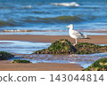 A solitary coastal seagull stands poised on a mossy rock, overlooking the serene sea and sandy shoreline on a bright day. Ostend, a coastal city in Belgium, Europe. 143044814