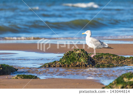 A solitary coastal seagull stands poised on a mossy rock, overlooking the serene sea and sandy shoreline on a bright day. Ostend, a coastal city in Belgium, Europe. A solitary coastal seagull stands poised on a mossy rock, overlooking the serene sea and sandy shoreline on a bright day. Ostend, a coastal city in Belgium, Europe. 143044814