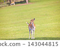 Graceful Young Deer Stands Alert in a Lush Green Meadow with Another Deer Grazing in the Background on a Sunny Day 143044815