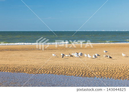 Tranquil Coastal Scene with Seabirds Resting on Golden Sand, Gentle Sea Waves, and Distant Sailboats under Clear Blue Sky. Ostend, a coastal city in Belgium, Europe. Tranquil Coastal Scene with Seabirds Resting on Golden Sand, Gentle Sea Waves, and Distant Sailboats under Clear Blue Sky. Ostend, a coastal city in Belgium, Europe. 143044825
