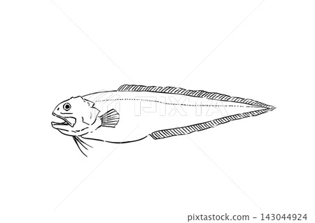 手繪線條藝術插圖,描繪了一隻鼬魚 手繪線條藝術插圖,描繪了一隻鼬魚 143044924