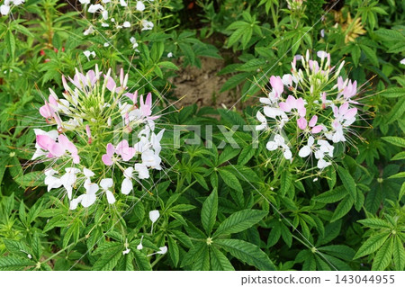 Western-style butterfly flower (Cleome) Western-style butterfly flower (Cleome) 143044955